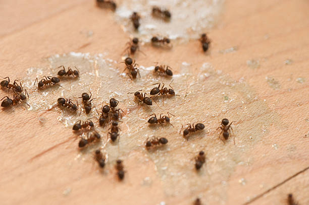 Best Wildlife Control Services  in Cowarts, AL